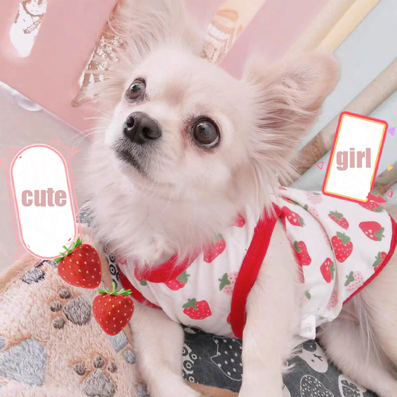 Yaz köpek yelek sevimli karika - Pet Supplies Co incelemesi ve fiyatı