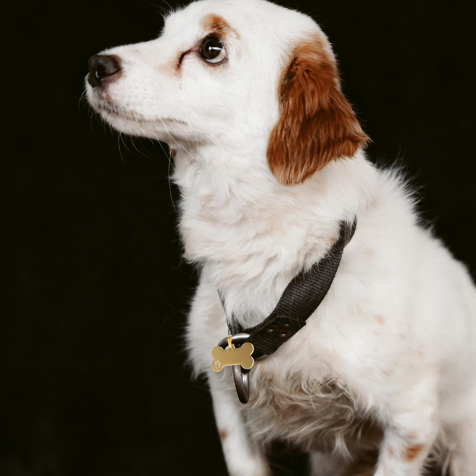 4 Adet Boş Köpek Etiketi Pasla - Pet Supplies Online incelemesi ve fiyatı
